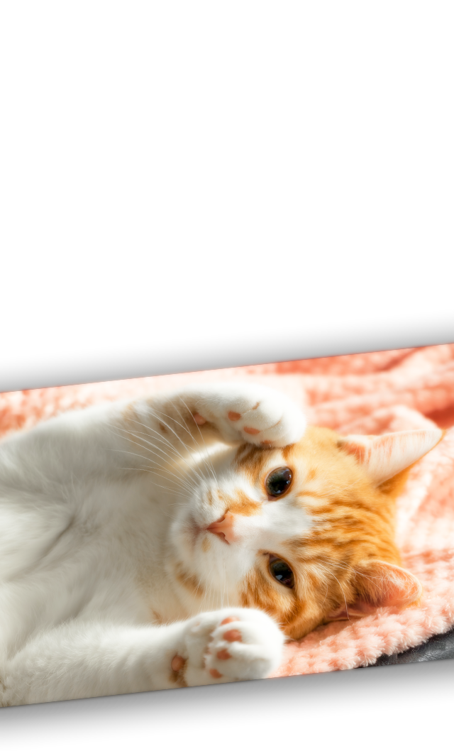 猫カフェ Myao！